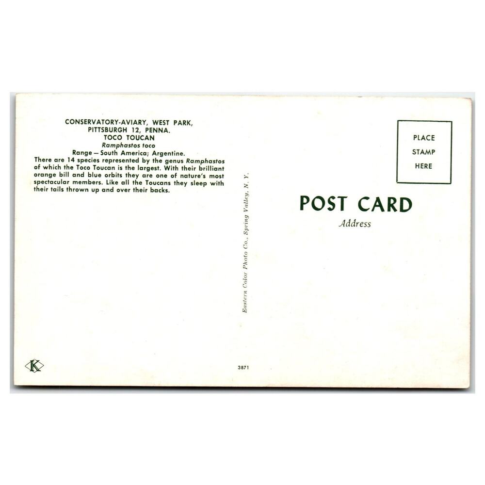 Vintage Toco Toucan Postcard 1938 Wm Hawkins Art Pittsburgh Aviary Exotic Bird - Picture 2 of 2